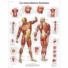 Lehrtafel - La Musculatura humana, 1001801 [VR3118L], Muskel
