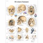 Lehrtafel - El cráneo humano, 1001809 [VR3131L], Skelettsystem