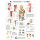 Lehrtafel - La articulación de la rodilla, 1001819 [VR3174L], Skelettsystem