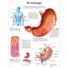 Lehrtafel - El estómago, 1001877 [VR3426L], Verdauungssystem
