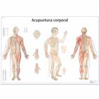 Lehrtafel - Acupuntura corporal, 4006894 [VR3820UU], Akupunktur Modelle und Lehrtafeln