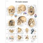 Lehrtafel - Il cranio umano, 4006901 [VR4131UU], Skelettsystem