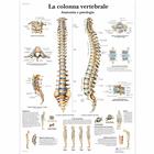 Lehrtafel - La colonna vertebrale, anatomia e patologia, 1001977 [VR4152L], Skelettsystem