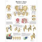 Lehrtafel - Bacino e Anca - Anatomia e patologia, 1001983 [VR4172L], Skelettsystem