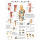Lehrafel - L'articolazione del ginocchio, 1001985 [VR4174L], Skelettsystem