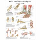 Lehrtafel - Piede e articolazione del piede, 1001987 [VR4176L], Skelettsystem