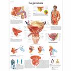 Lehrtafel - La prostata, 4006948 [VR4528UU], Harnsystem