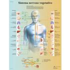 Lehrtafel - Sistema nervoso vegetativo, 1002083 [VR4610L], Gehirn und Nervensystem