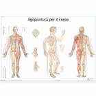 Lehrtafel - Agopuntura por il corpo, 1002133 [VR4820L], Akupunktur Modelle und Lehrtafeln