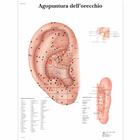 Lehrtafel - Agopuntura dell'orecchio, 4006983 [VR4821UU], Akupunktur Modelle und Lehrtafeln