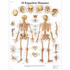 O Esqueleto Humano, 4006984 [VR5113UU], Skelettsystem