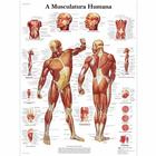 A Musculatura Humana, 1002139 [VR5118L], Muskel
