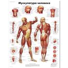 Медицинский плакат "Мускулатура человека", 1002213 [VR6118L], Muskel
