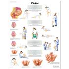 Медицинский плакат "Роды", 1002315 [VR6555L], Schwangerschaft und Geburt
