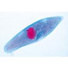Einzeller (Protozoa) - Portugiesisch, 1003849 [W13001P], Mikropräparate LIEDER