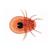 Spinnentiere und Tausendfüssler (Arachnoidea, Myriapoda) - Deutsch, 1003863 [W13005], Wirbellose Tiere (Invertebrata) (Small)