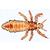 Insekten (Insecta) - Deutsch, 1003867 [W13006], Wirbellose Tiere (Invertebrata) (Small)