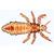Insekten (Insecta) - Französisch, 1003868 [W13006F], Mikropräparate LIEDER (Small)