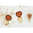 Pilze und Flechten (Fungi, Lichenes) - Französisch, 1003893 [W13013F], Französich