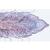 Entwicklung des Schweineembryos (Sus scrofa) - Französisch, 1003957 [W13029F], Mikropräparate LIEDER (Small)
