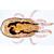 Spinnentiere und Tausendfüssler (Arachnoidea und Myriapoda) - Englisch, 1003964 [W13034], Mikropräparate LIEDER (Small)