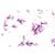 Bakterien - Englisch, 1003969 [W13040], Mikropräparate LIEDER (Small)