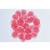 Entwicklung des Seeigels (Psammechinus miliaris) - Englisch, 1003984 [W13055], Mikropräparate LIEDER (Small)