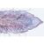 Entwicklung des Schweineembryos (Sus scrofa) - Englisch, 1003987 [W13058], Mikropräparate LIEDER (Small)