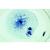 Mitose und Meiose Serie I, 1013466 [W13076], Pflanzliche Zelle (Small)