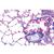 Serie I. Zellen, Gewebe und Organe - Portugiesisch, 1004052 [W13300P], Mikropräparate LIEDER (Small)