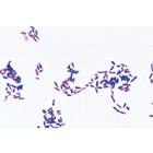 Bakterien als Krankheits- und Seuchenerreger - Französisch, 1004147 [W13324F], Französich