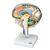 Gehirnschnitt, 1005113 [W19026], Gehirnmodelle (Small)