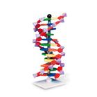 Bau und Funktion der DNA