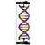 DNA-Doppelhelix-Modell, Schülerbausatz, 1005300 [W19780], Bau und Funktion der DNA (Small)