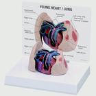 Herz- und Lungenmodell einer Katze, 1019584 [W33375], Innere Medizin