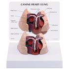 Herz- und Lungenmodell eines Hundes, 1019586 [W33376], Innere Medizin